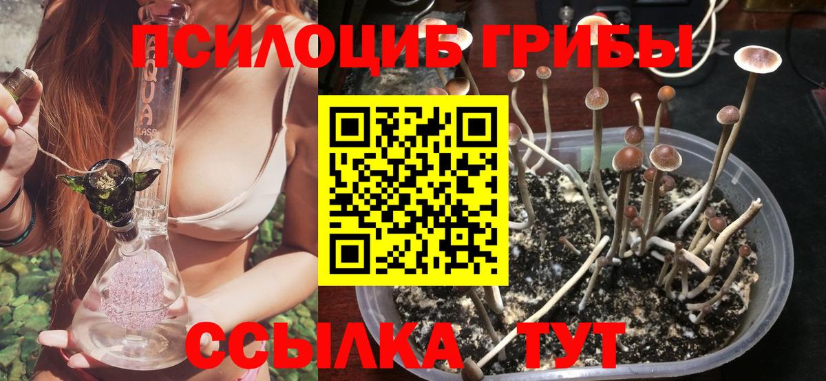 Галлюциногенные грибы Psilocybe Сунжа